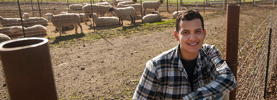 Student interning at UC Davis Sheep Barn