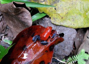 A strawberry poison dart frog in Costa Rica. Photo: Justin Nowakowski/UC Davis