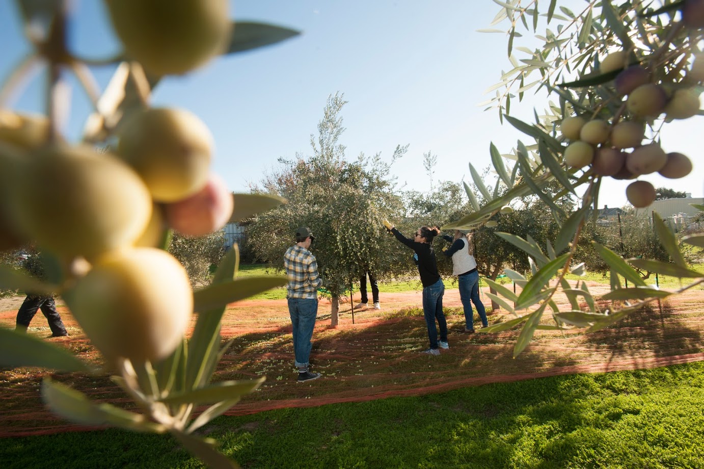 Students harvest olives by hand from young trees in the campus research grove. (Gregory Urquiaga/UC Davis)