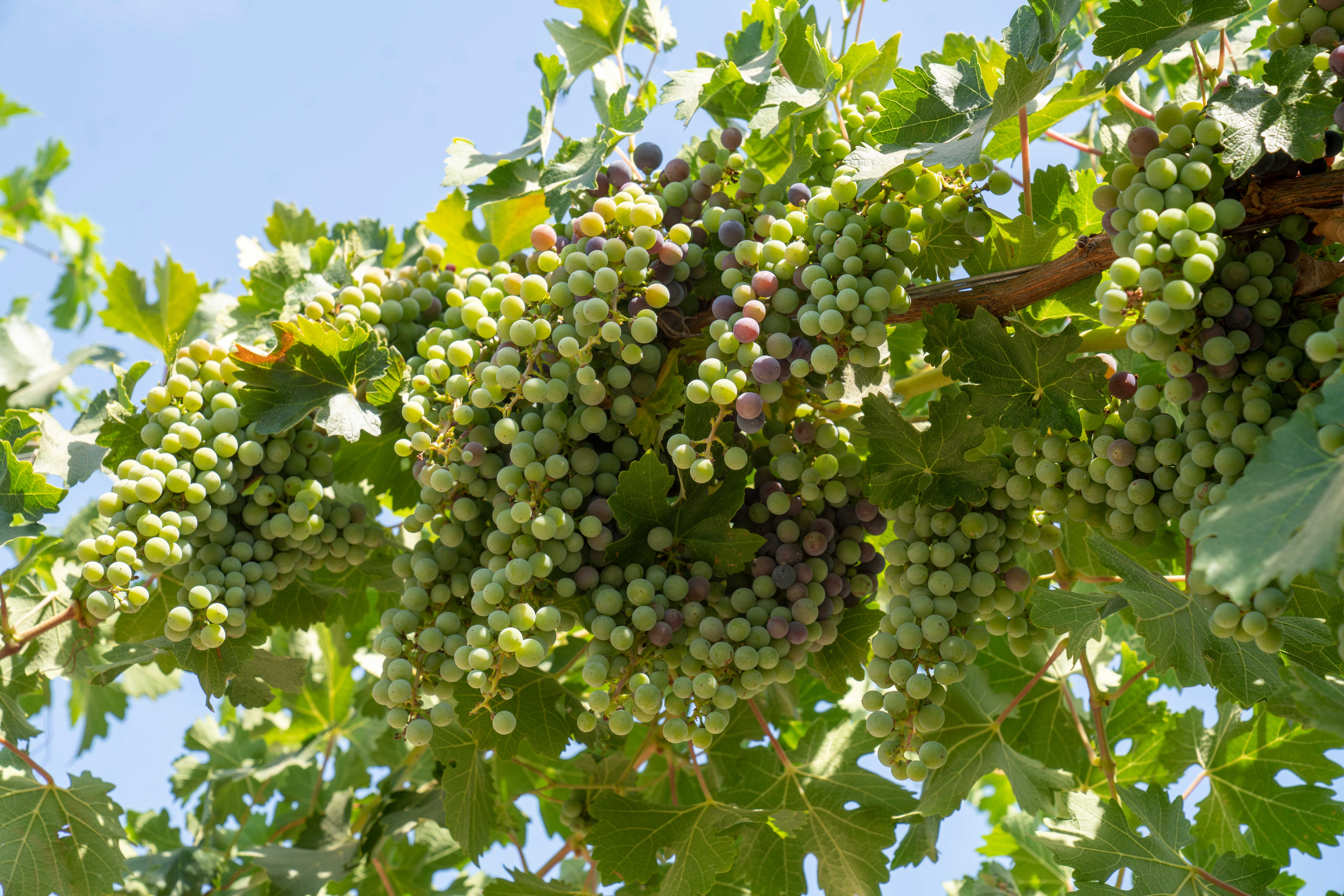 Grape vines elevated two to three feet higher than the traditional wine grape canopy.