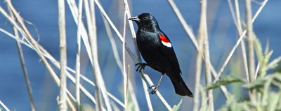 tricolored blackbird