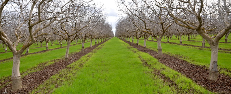 Cover crop in a pistachio orchard. (Sam Sandoval/UC Davis)