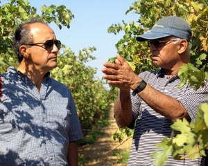 Shrini Upadhyaya (R) and Gallo Winery research scientist Luis Sanchez (L) in a vineyard where a research team is conducting tests with the sensor. (Diane Nelson | UC Davis)