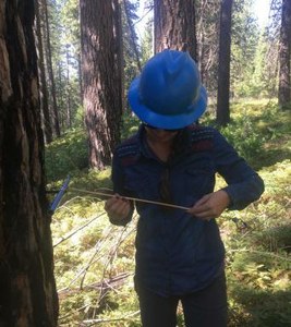 UC Davis researcher Christina Restaino examines a tree core in a Sierra Nevada forest in 2016. Photo: Courtesy Christina Restaino/UC Davis