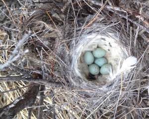 A nest holding the eggs of northern wheatears rests on branches in Greenland. These birds are long-distance migrants, overwintering in sub-Saharan Africa and breeding in the Arctic. With earlier springs happening faster at higher but not lower latitudes, the birds may find themselves &quot;late for dinner&quot; if the insects they flew north to feast upon have already emerged. (Eric Post/UC Davis)
