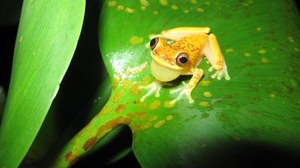 This hourglass tree frog in Costa Rica can tolerate higher temperatures so may be better able to escape infection and a warming climate. Photo: Courtesy Marylin Veiman