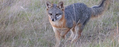 Male Fox