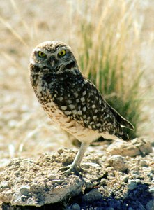 Western Burrowing Owl Photo credit: Wikimedia Commons