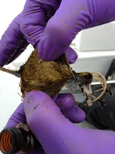 Scientists exposed the plastic beads in this mesh bag to the ocean for three weeks to better understand why certain birds are drawn to eat them. Photo: Matthew Savoca/UC Davis