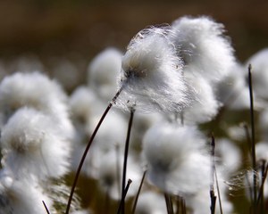 Cottongrass blows in the Greenland wind. (Eri Post/UC Davis)