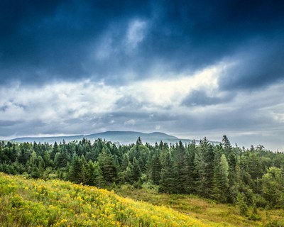 A boreal coniferous forest