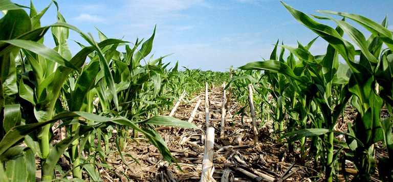 A “no-till” corn field. Study shows a key conservation agriculture strategy will not bring a hoped-for boost in crop yields in much of the world. (Credit: NRCS Soil Health)