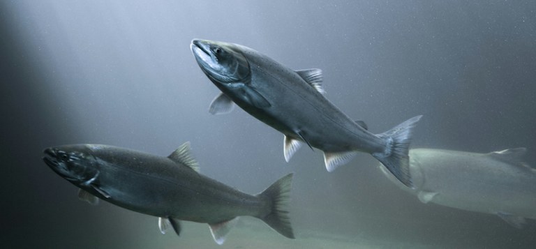 Salmon and other native fishes in California may become extinct within the next century. (Credit: Thinkstock)