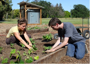 Horticulture Innovation Lab