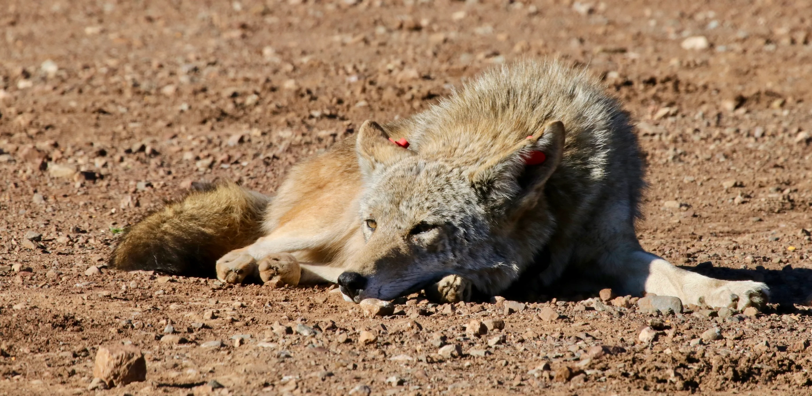 A coyote rests on the ground in California’s Golden Gate National Recreation Area. (Daniel Karp/UC Davis)