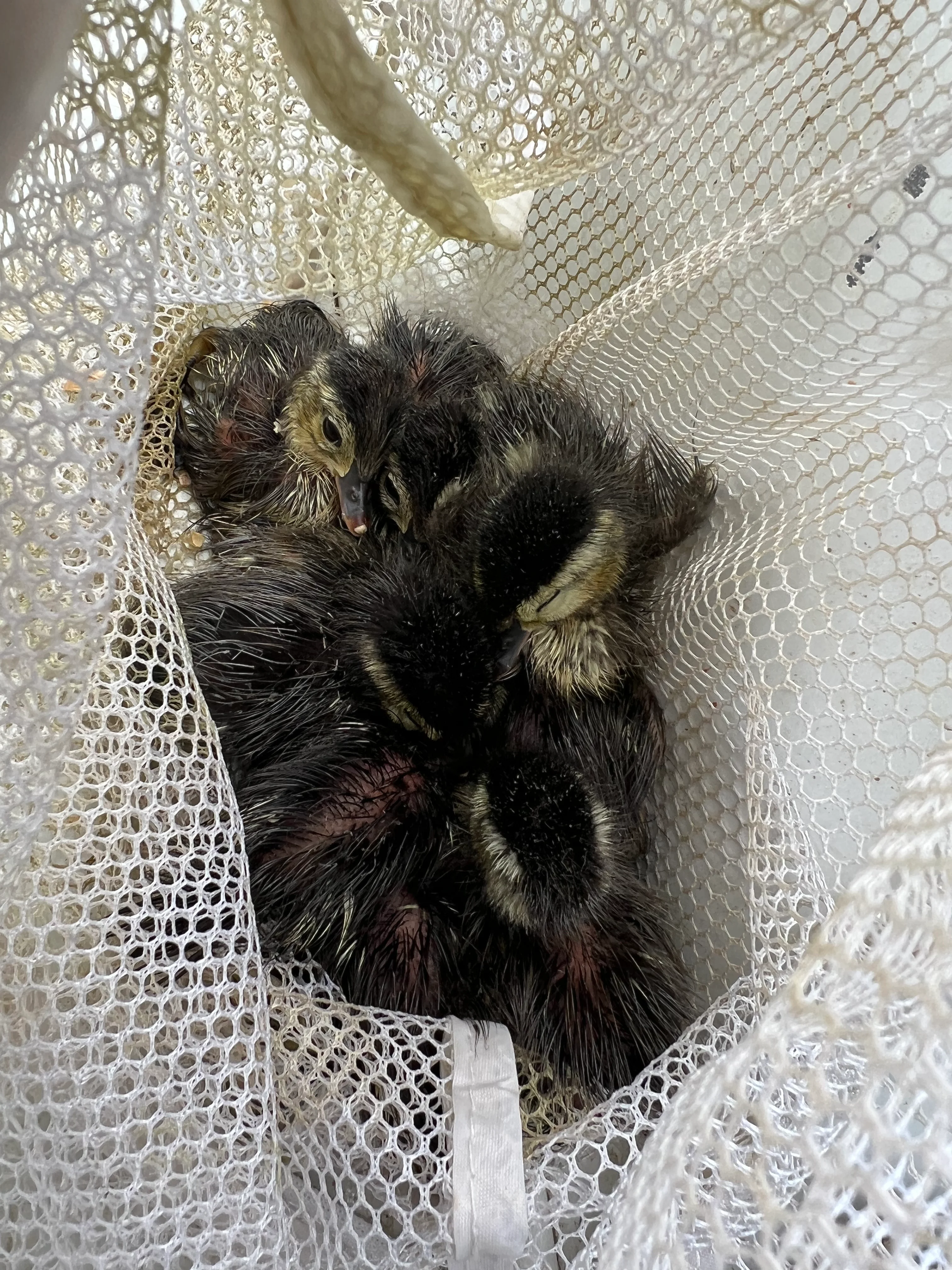 Wood duck siblings are placed in a mesh bag before they get measured. (Courtesy Joe Sweeney)