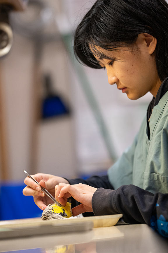 Student Jay Chen, majoring in wildlife, fish and conservation biology, prepares specimen of a Western Meadowlark at the Museum of Wildlife and Fish Biology. Photo by: Jael Mackendorf, UC Davis.