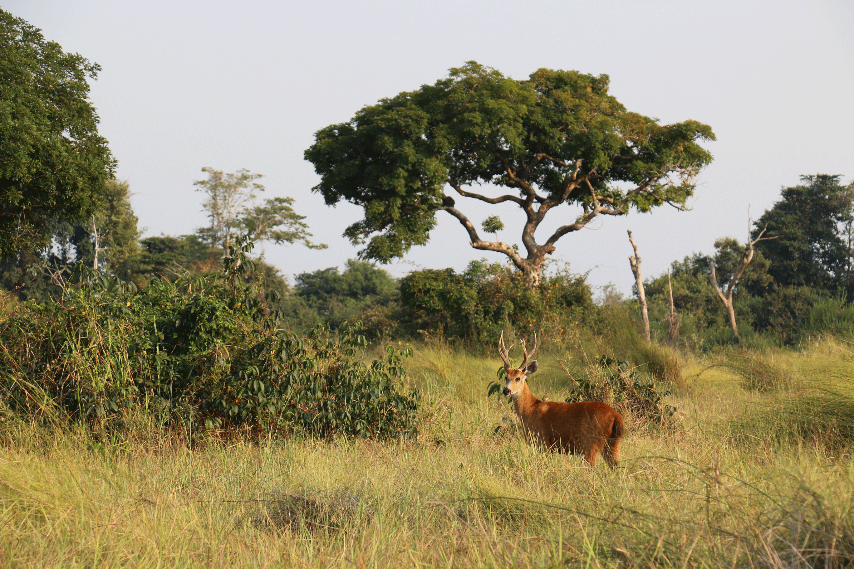 A marsh deer approaches the forest edge. It’s among the few mammals species not expected to be negatively affected by savannization in the Amazon (Daniel Rocha/UC Davis)