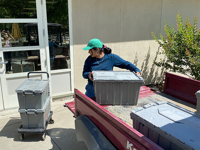 Wendy Castañeda Martinez, of Fresh Focus, unloads crates containing gleaned cherries and other produce at the rear door of the ASUCD Pantry, at the Memorial Union on campus. (Trina Kleist/UC Davis)