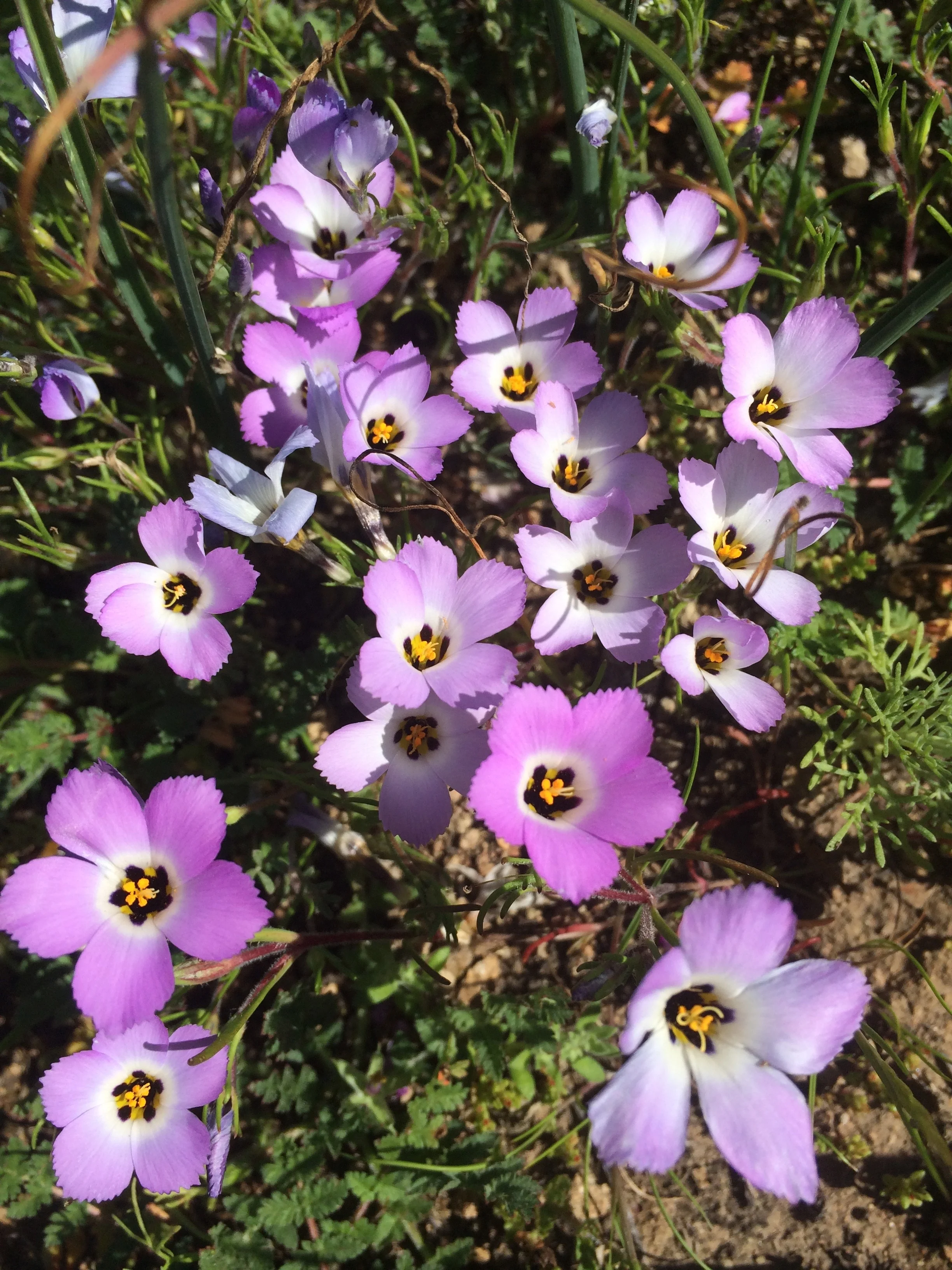 Ground pink, or Linanthus dianthiflorus, is known to bloom in higher abundance following a fire and rain. (Justin Valliere/UC Davis)