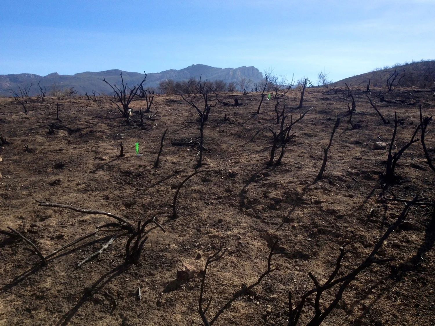 After the Springs Fire in 2013, scientists led by Justin Valliere of UC Davis studied how invasive weeds and air pollution impact the resurgence of native plants that usually flourish after a wildfire in the Santa Monica Mountains. (Justin Valliere/UC Davis)