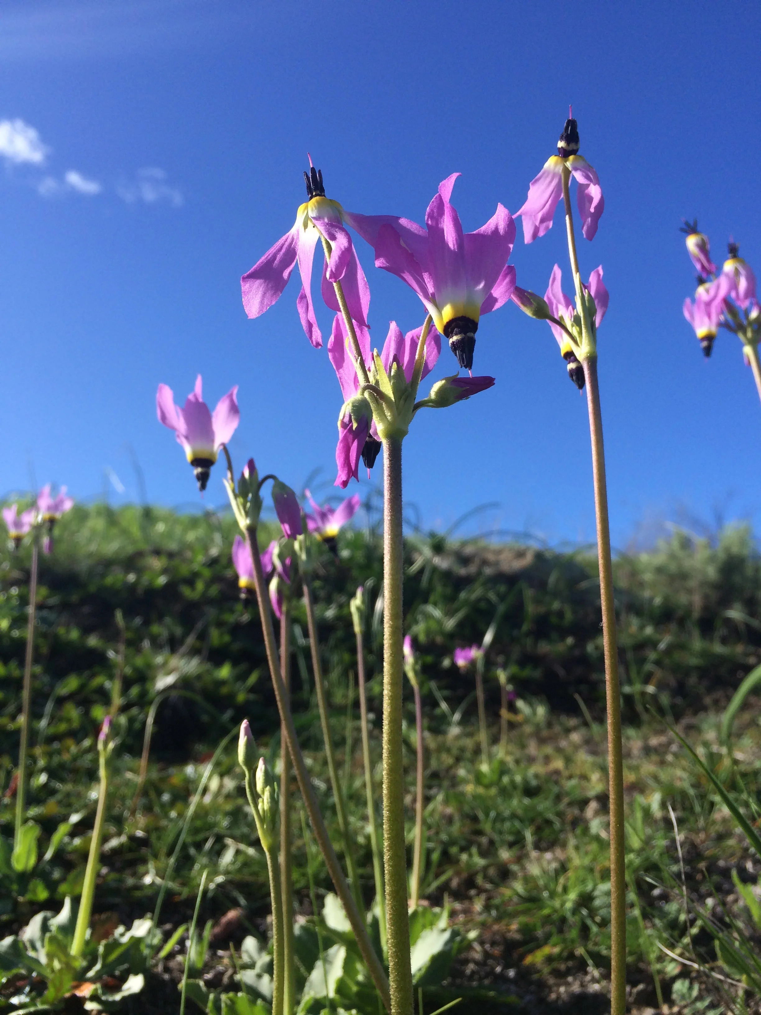 Native shooting stars, or Dodecatheon clevelandii, also tend to bloom more after a fire and good rain. (Justin Valliere/UC Davis)