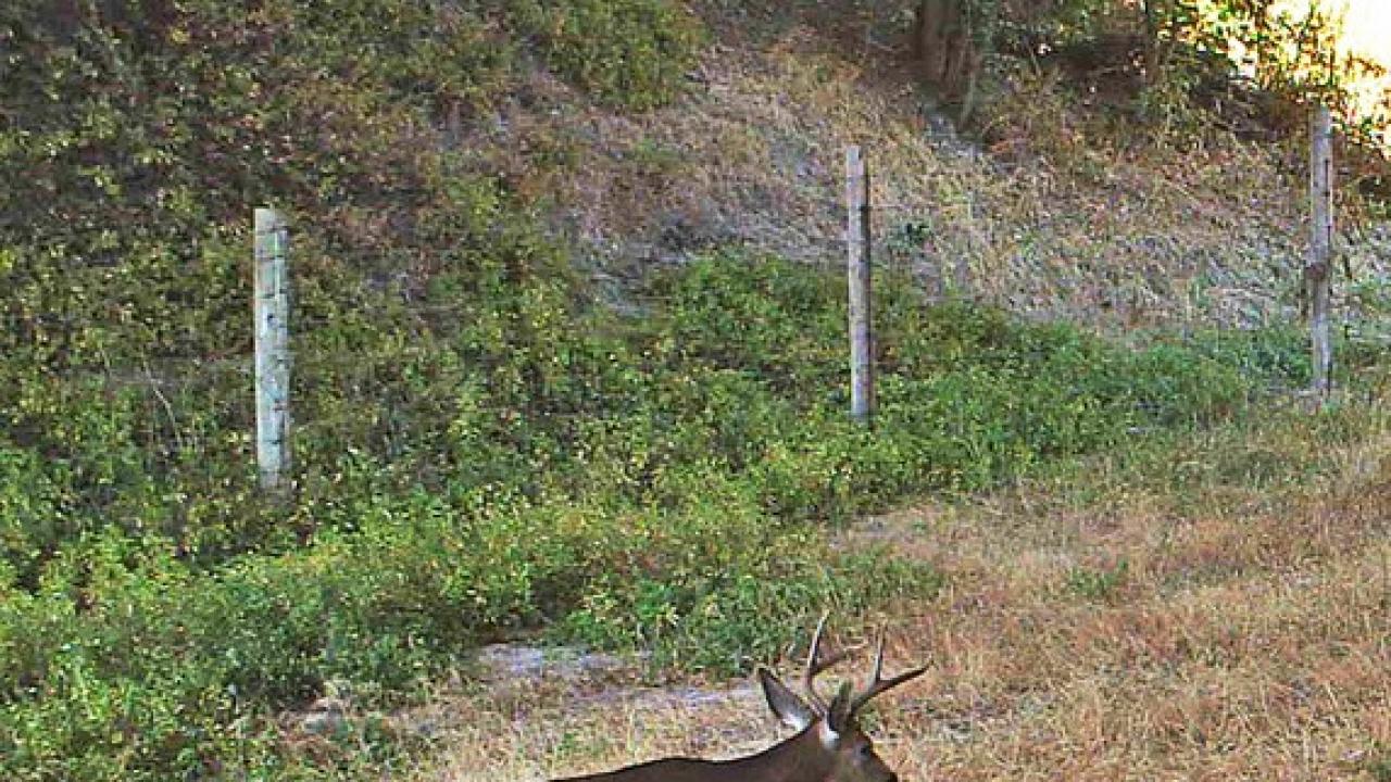 A deer crosses under Interstate 280 on the San Francisco Peninsula. (photo: Tanya Diamond/UC Davis Road Ecology Center)