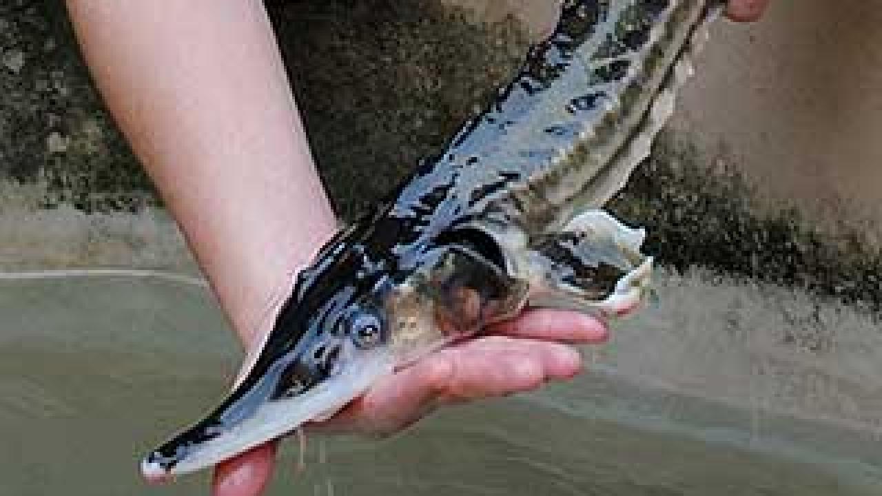 Sturgeon are one of the largest and oldest families of bony fish in the world, with 15 of the remaining 25 species listed as critically endangered due to over-fishing, habitat changes and habitat loss. (UC Davis/courtesy photo)