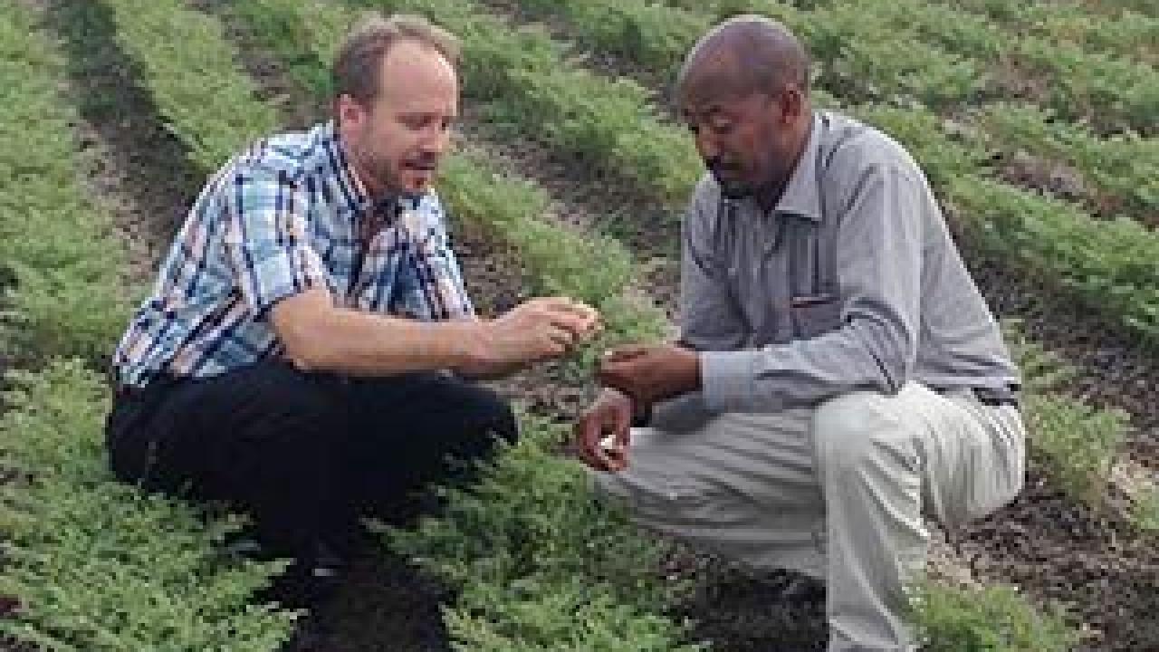 UC Davis researcher Doug Cook and Asnake Fikre of the Ethiopian Institute for Agricultural Research examine a chickpea field in Ethiopia. (photo: courtesy of Doug Cook/UC Davis)