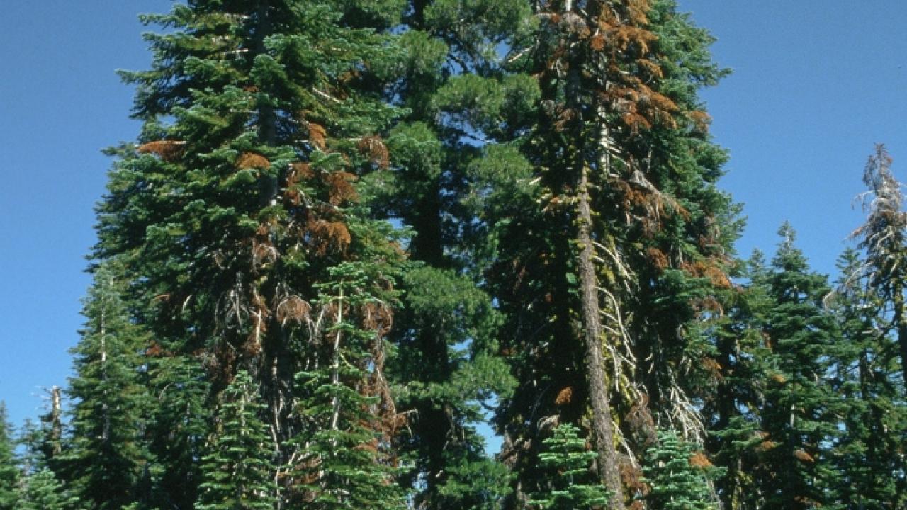 Lassen County fir trees dying from a bark beetle injury and disease. (photo: Jack Kelly Clark, UC IPM Program)