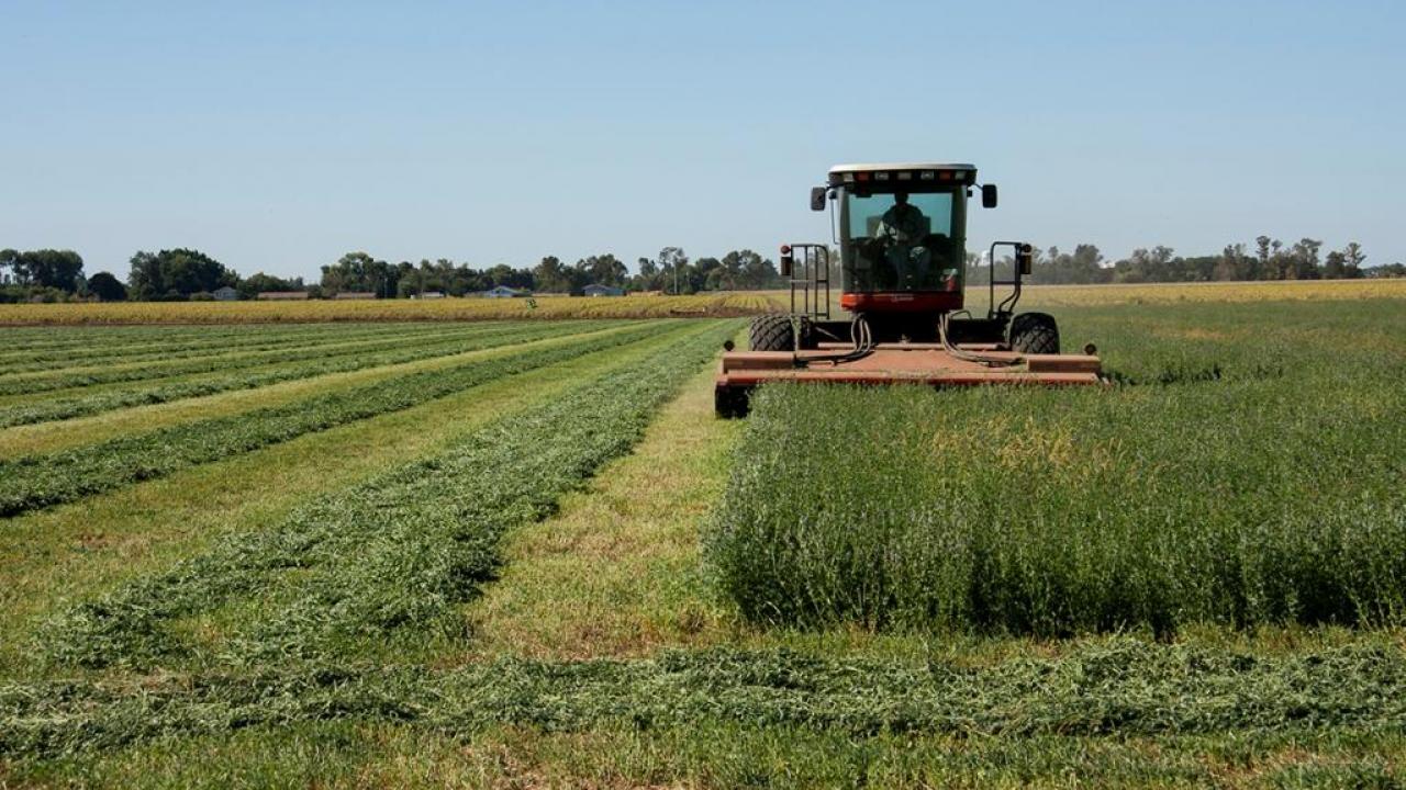 Alfalfa harvester. (photo: John Stumbos / UC Davis)