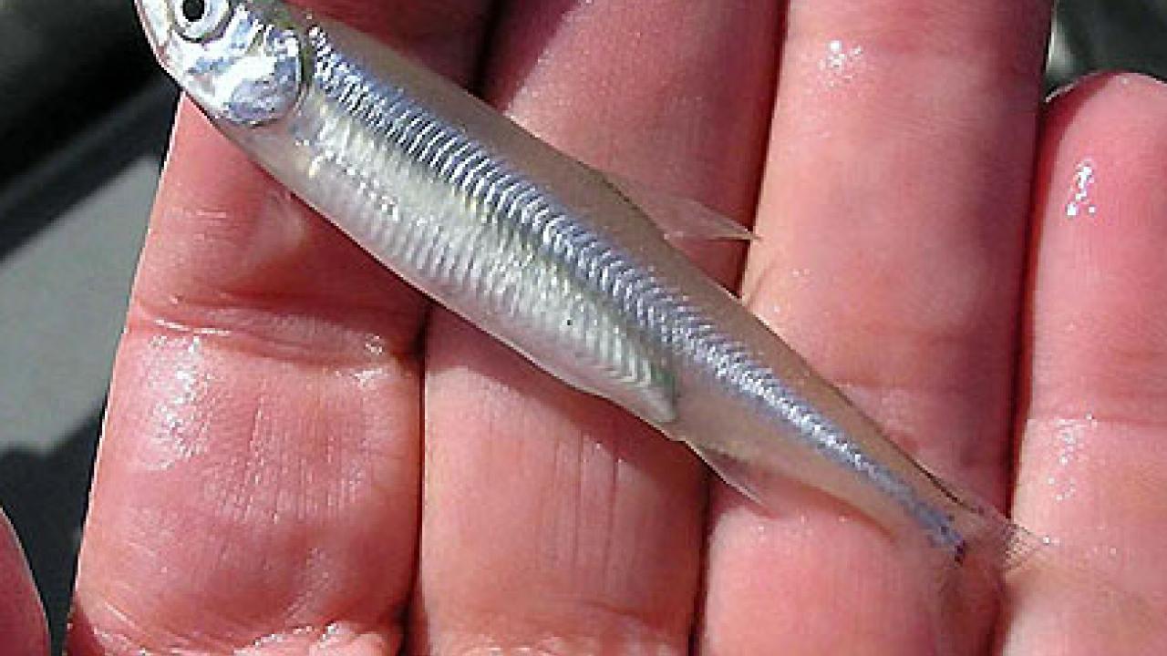 Scientists at the UC Davis Fish Conservation and Culture Laboratory are breeding endangered Delta smelt, like this one, in captivity as a safeguard against extinction. (UC Davis)