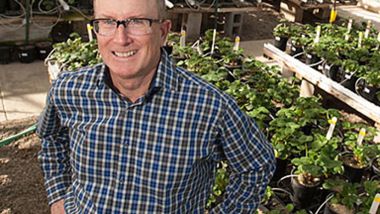 Steve Knapp, UC Davis' new strawberry breeder, checks out the campus strawberry greenhouse. (Gregory Urquiaga | UC Davis photo)