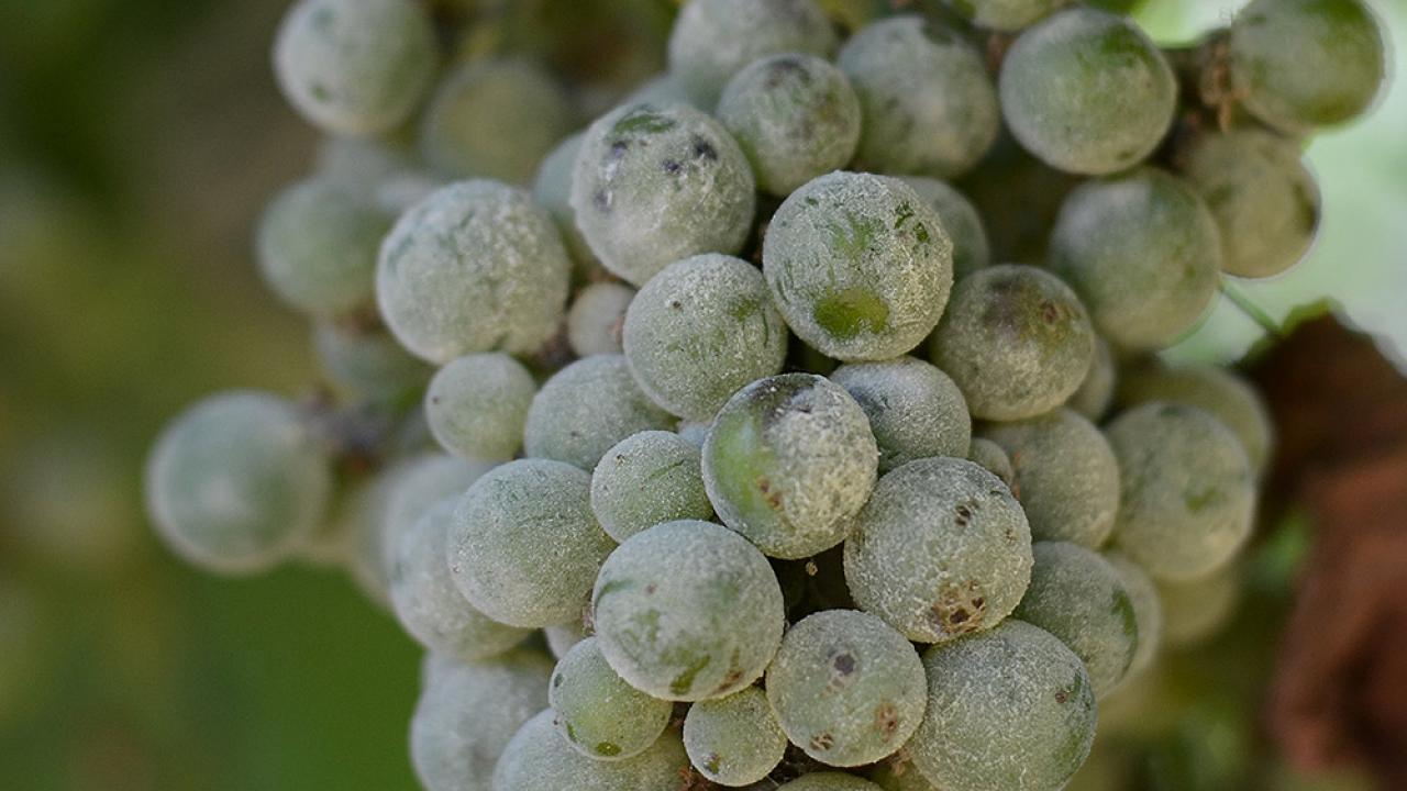 UC Davis researchers have uncovered important genetic clues about the pathogen that causes grape powdery mildew, among the most destructive vineyard pest throughout California and the world. (Photo Laura Jones | UC Davis)