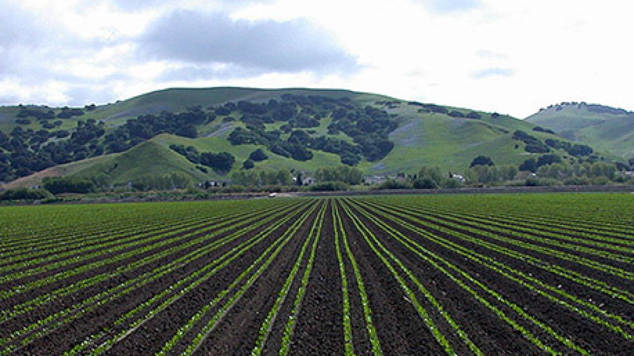 Fluorescent seedlings will help a robotic cultivator target weeds in planted fields like this one in the Salinas Valley. (Steve Fennimore/UC Davis photo)