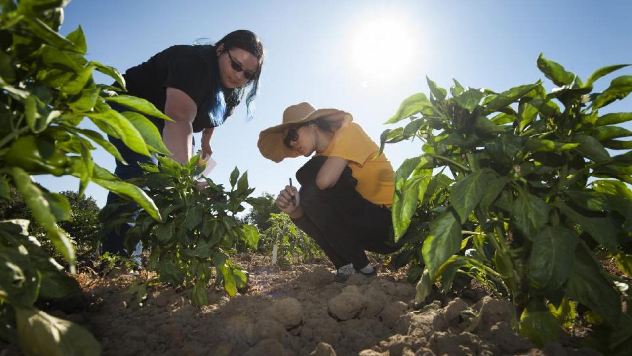 A group of UC Davis students is breeding a “jalapeño popper,” a cross between a bell pepper and a jalapeño pepper. Two members of the team, Randi Jimenez and Wengyuan Xiao, examine their crop at the Student Farm.