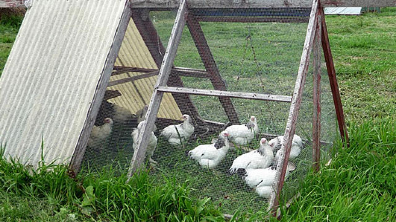 Owners of backyard chickens who observe illness or increased mortality in their birds should call their veterinarian or the California Department of Food Agriculture. (Jessica Reeder | CC 2.0 | http://bit.ly/1It9I3c )