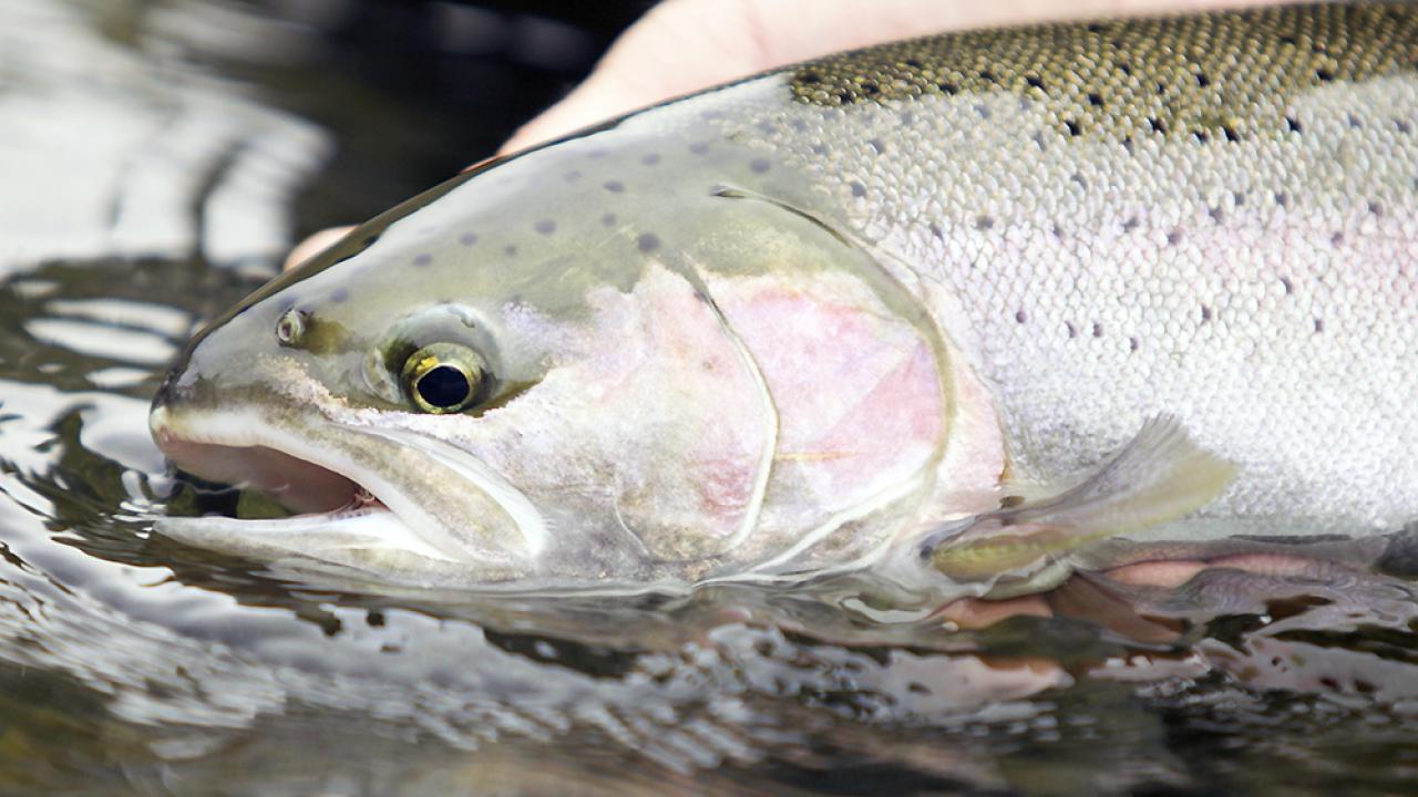 A Russian River Steelhead (or rainbow) trout. (CalTrout)