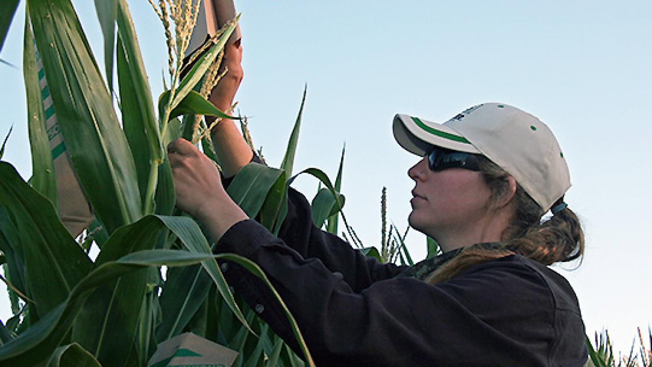A UC Davis plant sciences student checks corn tassels during an internship with a Woodland seed company. (Photo by Robin Derieux | UC Davis)