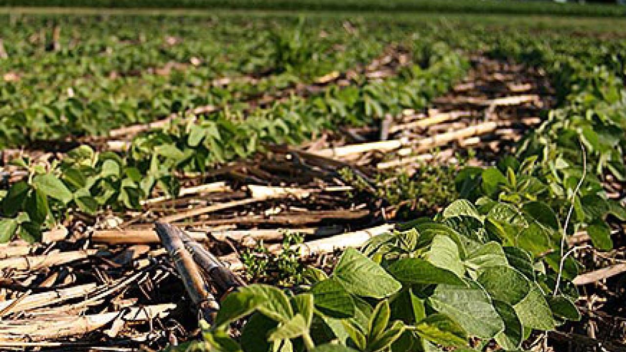 No-till farming, such as used in this Illinois soybean field, shows promise in dry regions but causes lower yields in cold, moist areas like Northern Europe, a new study finds. (Photo: Paige Buck |USDA NRCS Illinois)