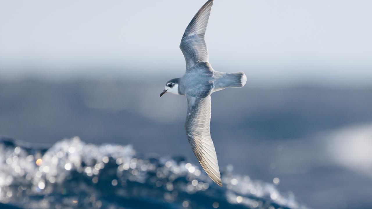 Some species of seabirds, including blue petrels, are particularly vulnerable to eating plastic debris at sea. Credit: J.J. Harrison/ UC Davis