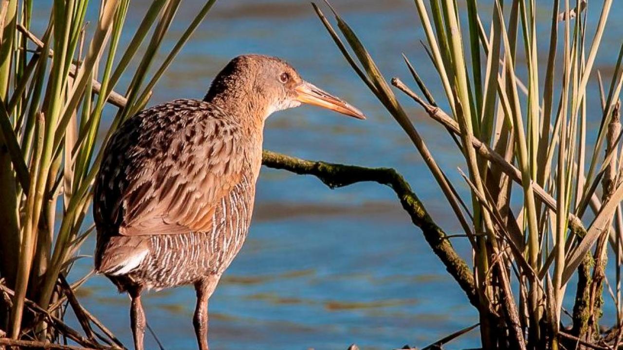 A California Clapper Rail stands beside invasive spartina, a salt marsh cordgrass, at Garretson Point in San Francisco Bay. The endangered bird is threatened by both the removal and existence of the invasive plant. (photo: Robert Clark)