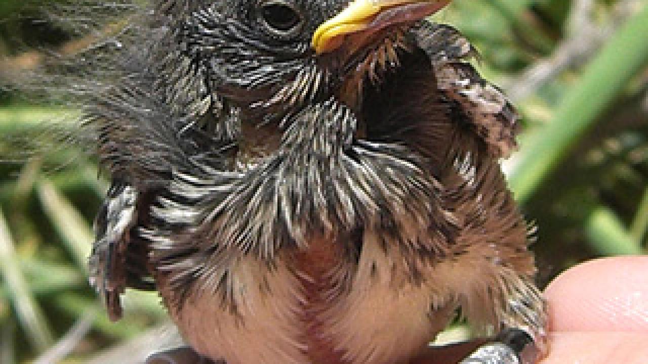 A nestling song sparrow is photographed just after being banded and measured. Researchers at UC Davis are studying the song sparrows to see how and why climate change could affect a species across its ages and stages. (photo: K.E. Dybala/UC Davis)