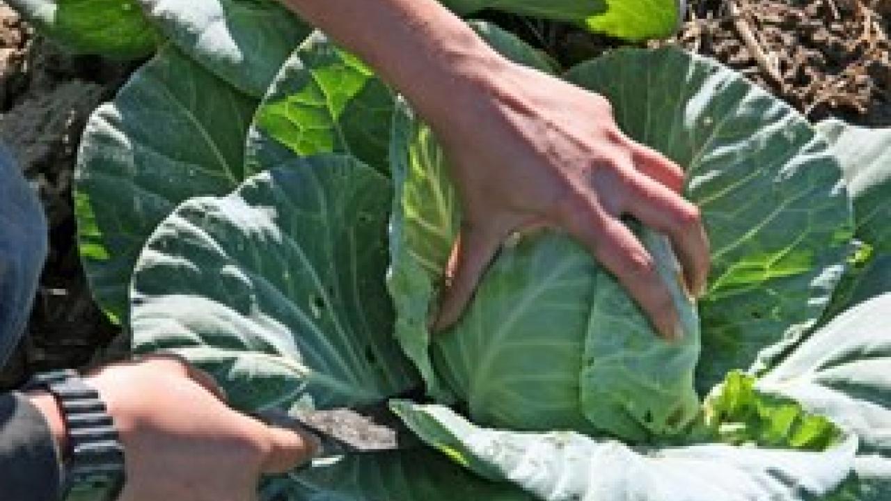 Hands in lettuce