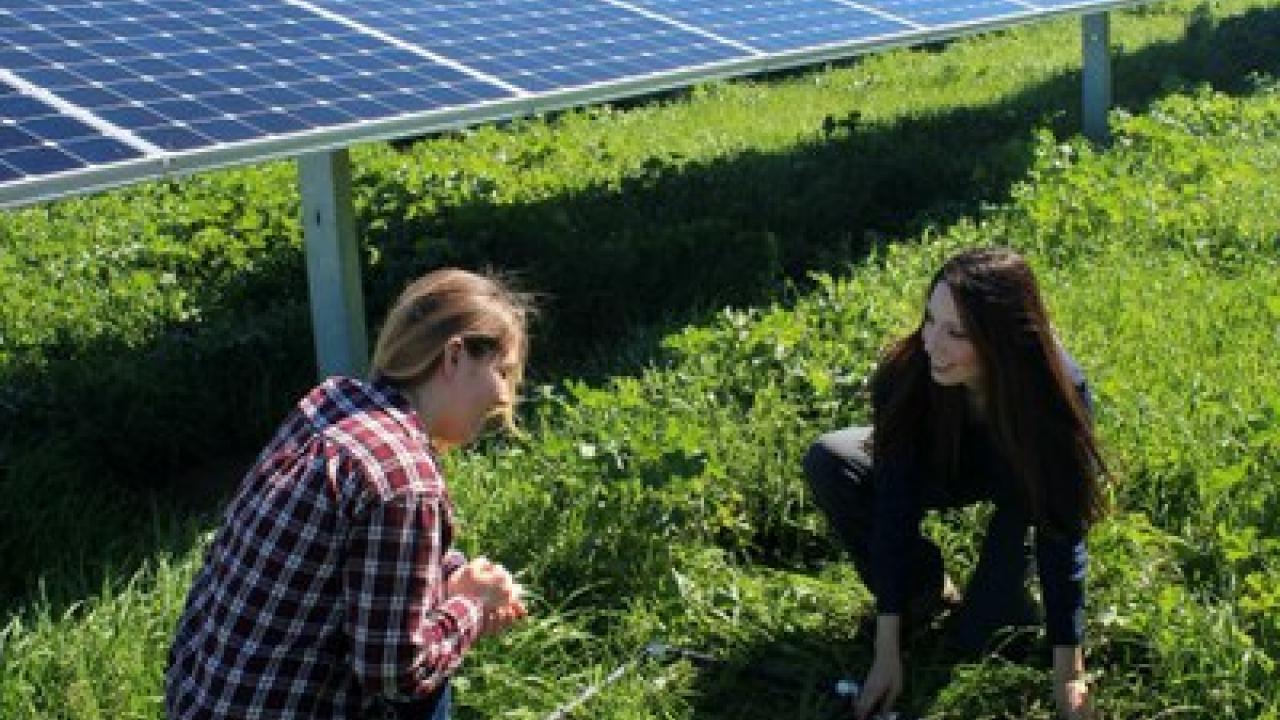 solar panels and researchers
