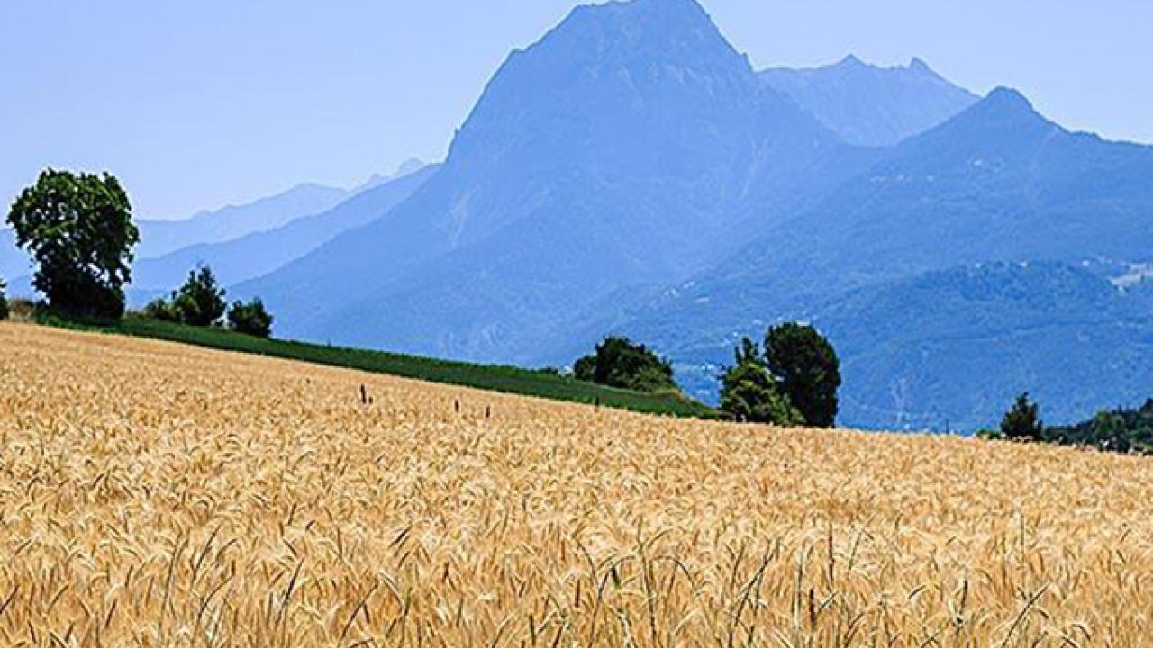 A wheat field in Provence, France, is almost ready for harvest. (republica/getty images photo)