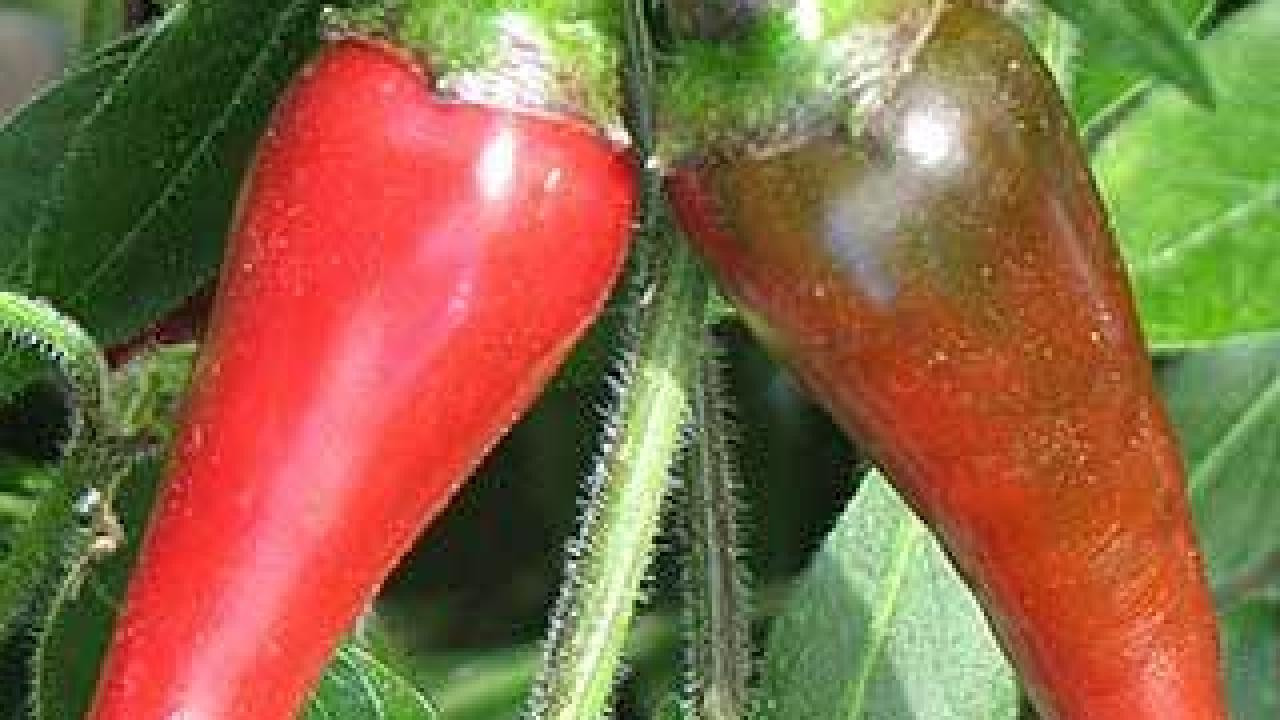 Scientists have identified a promising candidate gene that encodes resistance to a root rot disease that severely diminishes chili pepper crop yields. (UC Davis photo)
