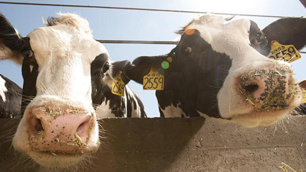 Two Holstein cows at the Dairy Barn at UC Davis. (Greg Urquiaga/UC Davis)