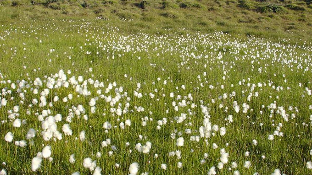 Spring is springing earlier at northern latitudes, such as in Greenland, than it is at lower latitudes. (Eric Post/UC Davis)