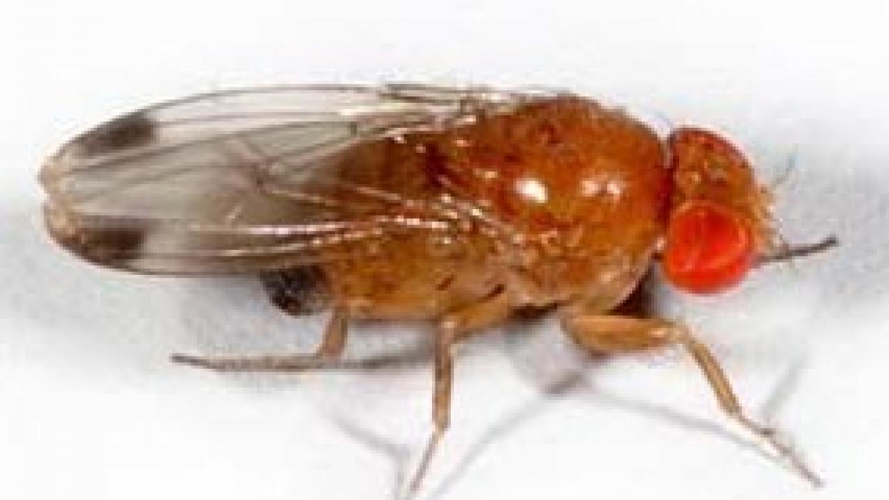 Genome sequencing of the spotted wing drosophila is expected to lead to better monitoring and control strategies for the pest. (Martin Hauser/California Department of Food and Agriculture photo)